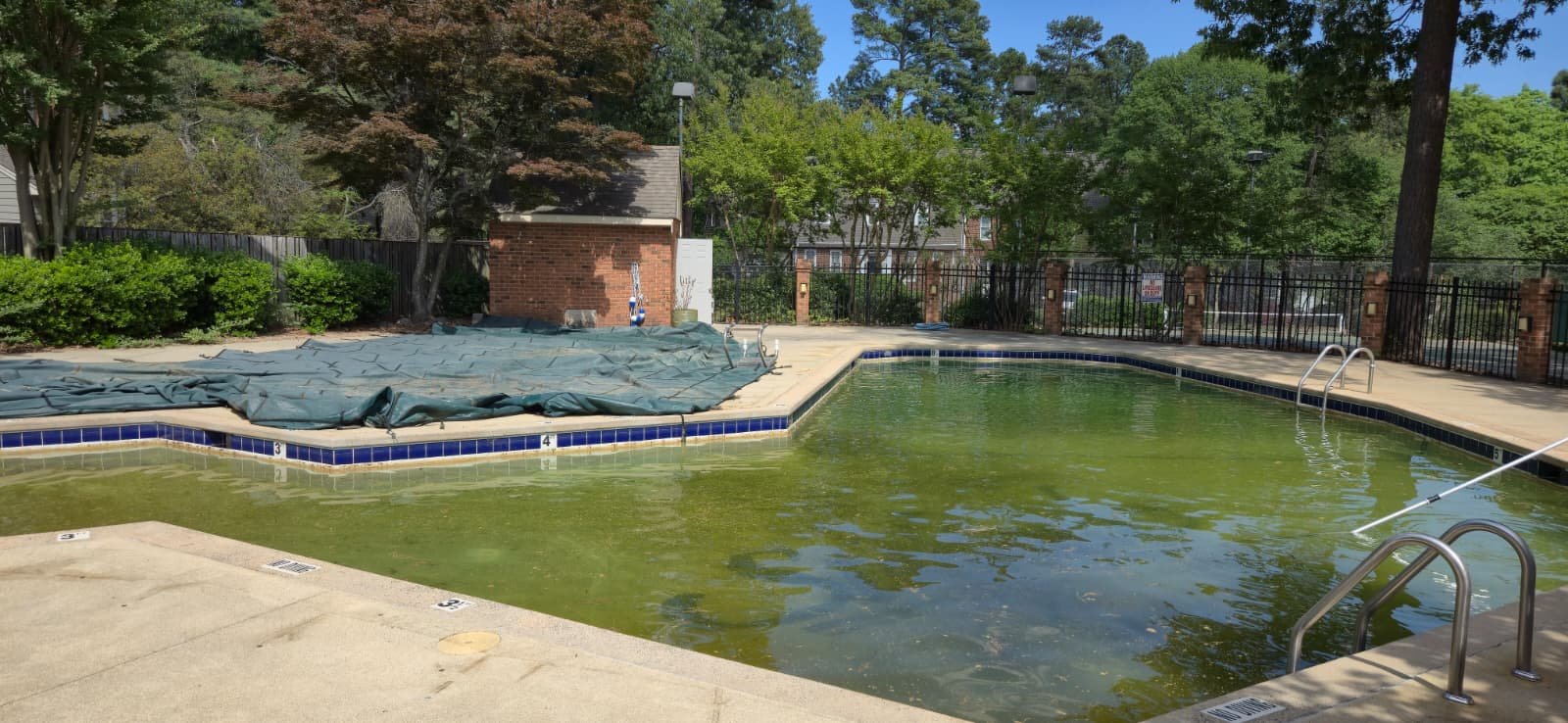 Pool before treatment — covered in algae